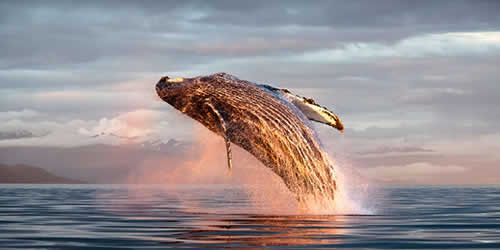 Vallarta By Boat Tours En Puerto Vallarta