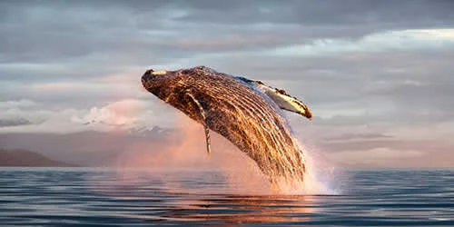 Vallarta By Boat Tours En Puerto Vallarta